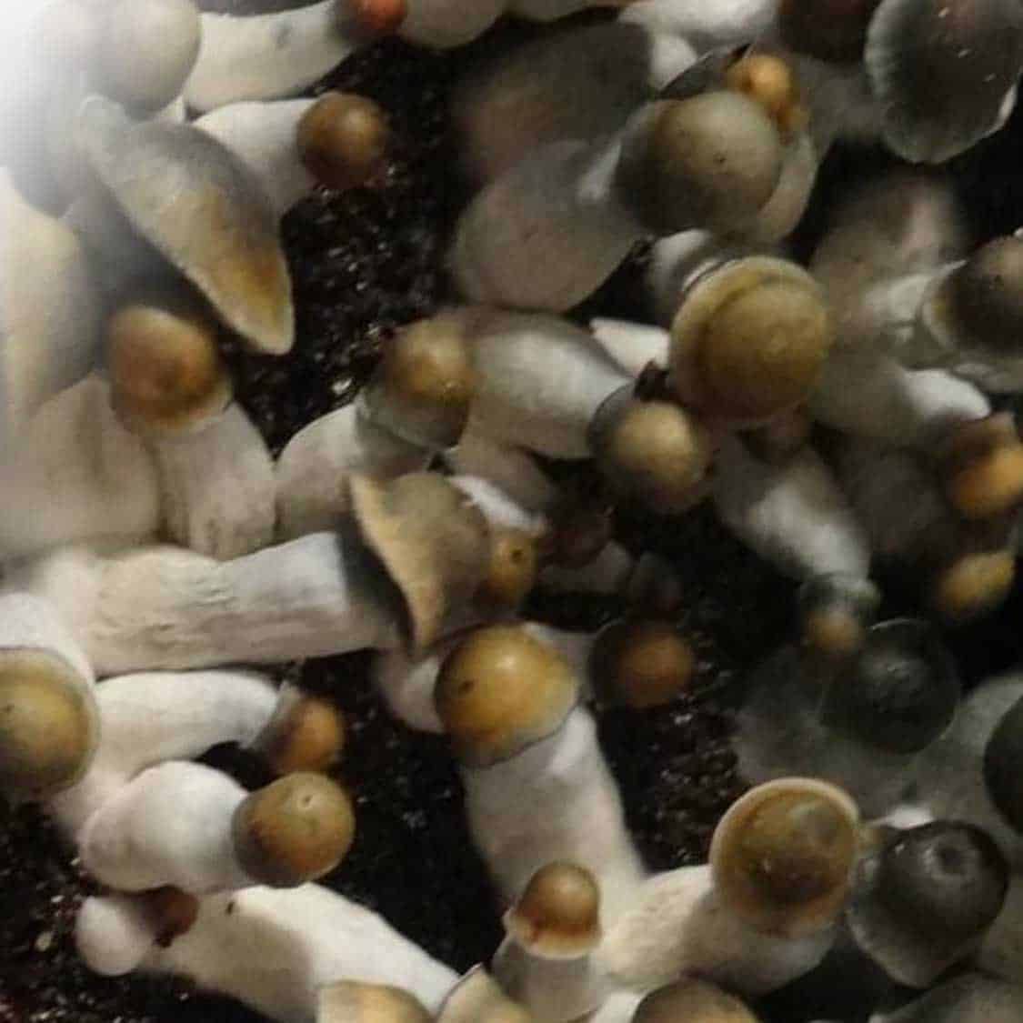 Penis Envy Uncut Ml Magic Mushroom Spores Aztech Genetics Spores