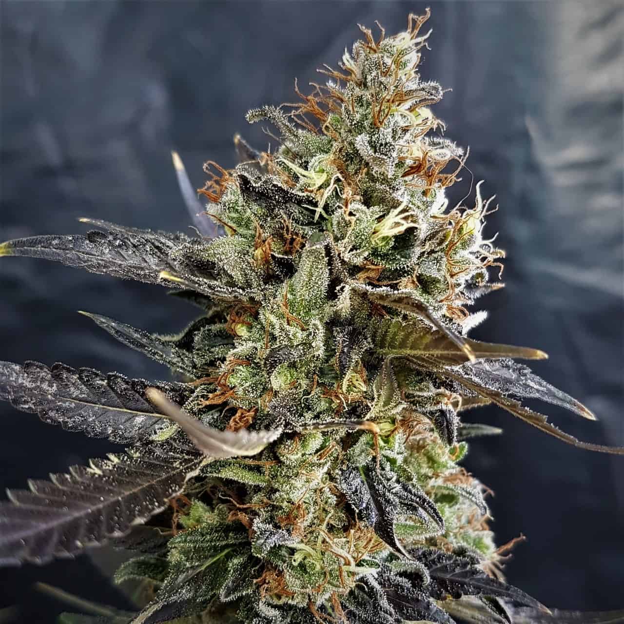 Pineapple Cookies Auto Feminised Cannabis Seeds Lineage