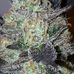 lavender afghani korean super skunk marijuana sativa feminised seeds 01.jpg 300x300 1