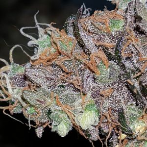 lavender afghani korean super skunk marijuana sativa feminised seeds 04.jpg 300x300 1