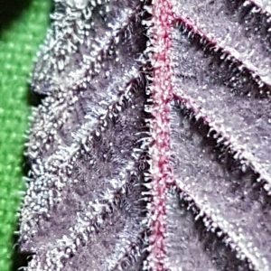 lavender afghani korean super skunk marijuana sativa feminised seeds 06.jpg 300x300 1