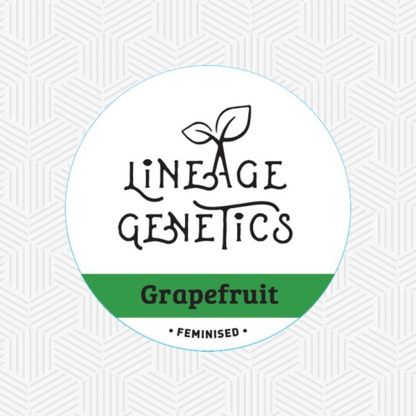 Grapefruit - Lineage Genetics Seeds