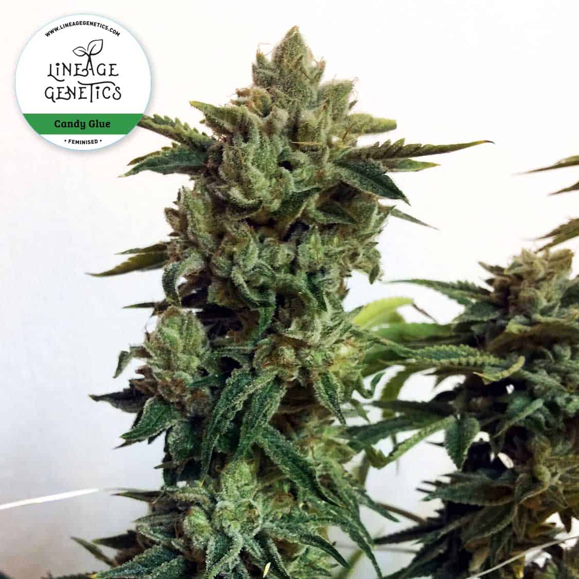 Candy Glue - Lineage Genetics Seeds