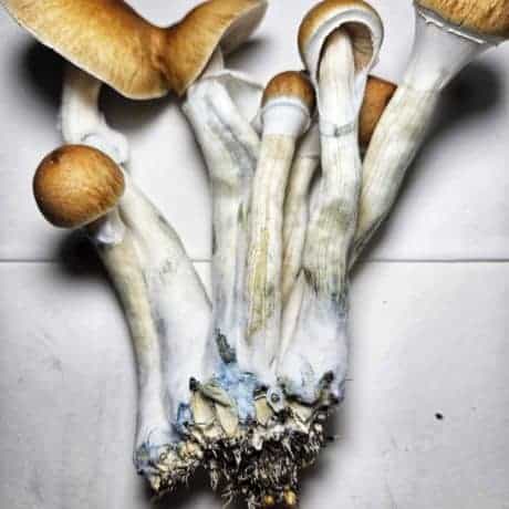 xico magic mushroom spores
