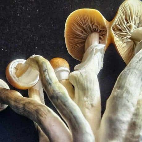 xico magic mushroom spores