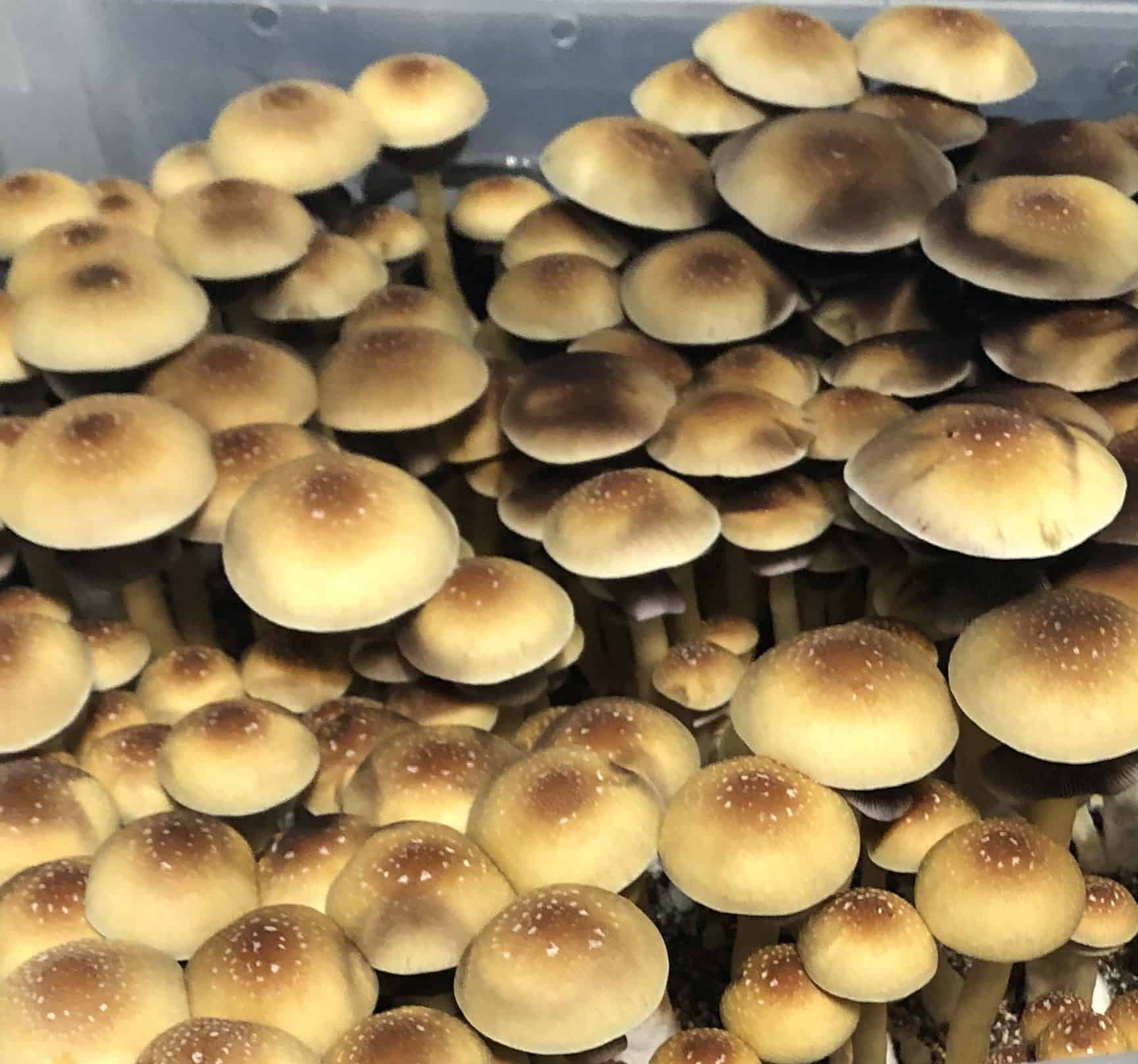 Z Strain Spores UK Aztech 10ml syringe