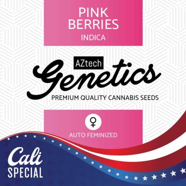 Pink Berries Auto Seeds - Aztech Genetics