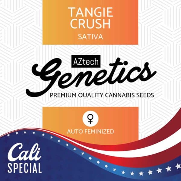 Tangie Crush Auto Seeds - Aztech Genetics