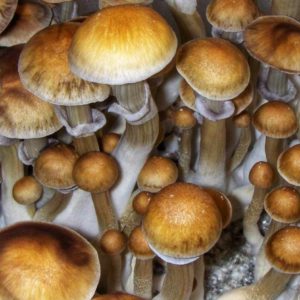 Burma magic mushroom spores
