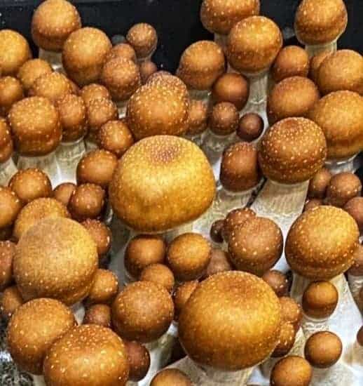 Hillbilly magic mushroom spores