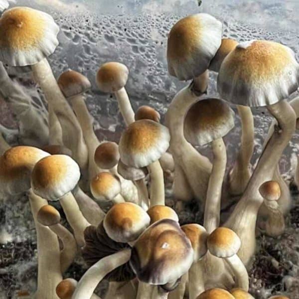 Natal super strength magic mushroom spores