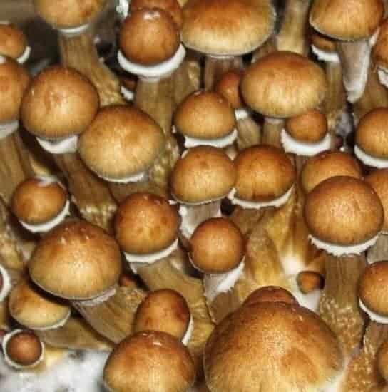 PES Hawaiian magic mushroom spores