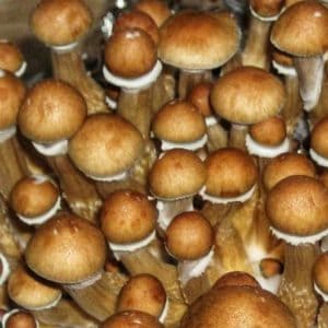 PES Hawaiian magic mushroom spores