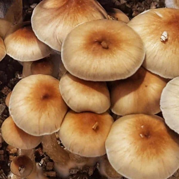 Tasmanian magic mushroom spores