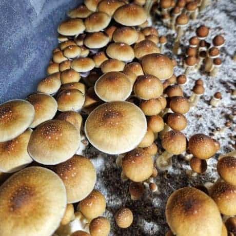 Mazatapec magic mushroom spores