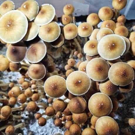 Mazatapec magic mushroom spores
