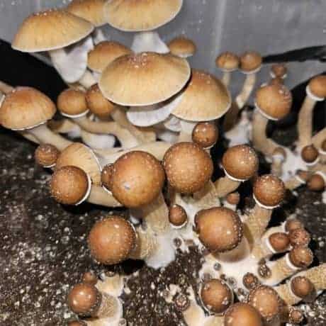 Xico magic mushroom spores