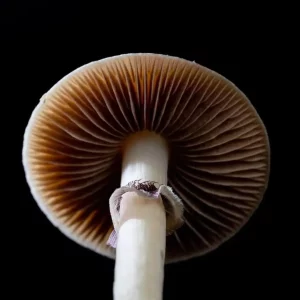 Magic Mushroom Spores