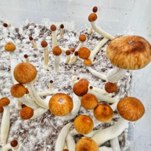 PE6 Spores